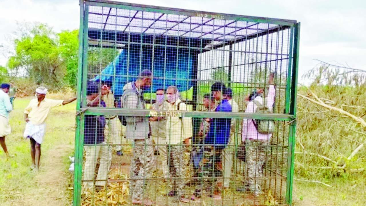 ગામલોકો એટલા ભડકેલા હતા કે તેમણે અધિકારીઓને જ વાઘના પાંજરામાં પૂરી દીધા